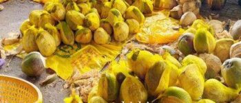 Dừa Sáp Loại 1 Đặc Điệt (Trên 1.3kg)