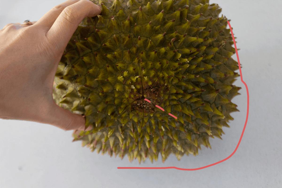 A hand holding the durian with lines drawn on it.