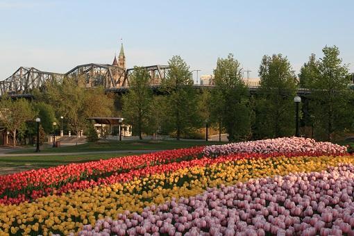 Alexandra Bridge and Peace Tower in the Canadian Tulip Festival